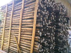 樹木支架 樹支架 支撐 柏油焦油木樁 (最小端直徑4~5*180cm) 500根