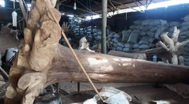 印尼加里曼沈香、沈香木、長400CM